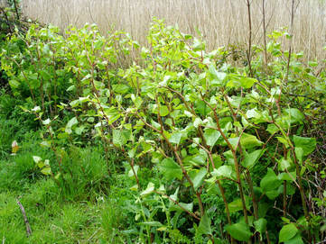 Landowners Can Be Liable For The Spread Of Japanese Knotweed